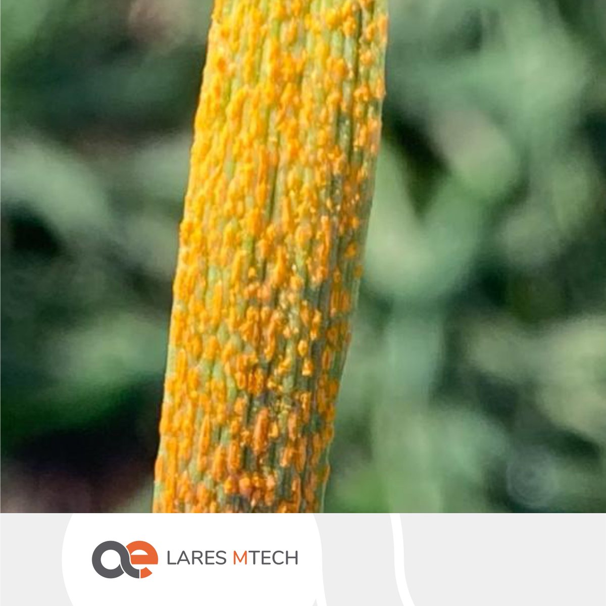 LaresSRL1's tweet photo. 💯A monitorear los trigos!
En las últimas recorridas en Pergamino ya observamos presencia –en niveles bajos- de Roya Amarilla.
📌🌾 Variedad DM Algarrobo.
¿Estás en la zona? ¿Ya observaste royas? ¿y manchas?
#YoMonitoreo #LaresMTech #RoyaAmarilla
CC: @AAPPCE #RedMIP https://t.co/tZF1mJRXGM