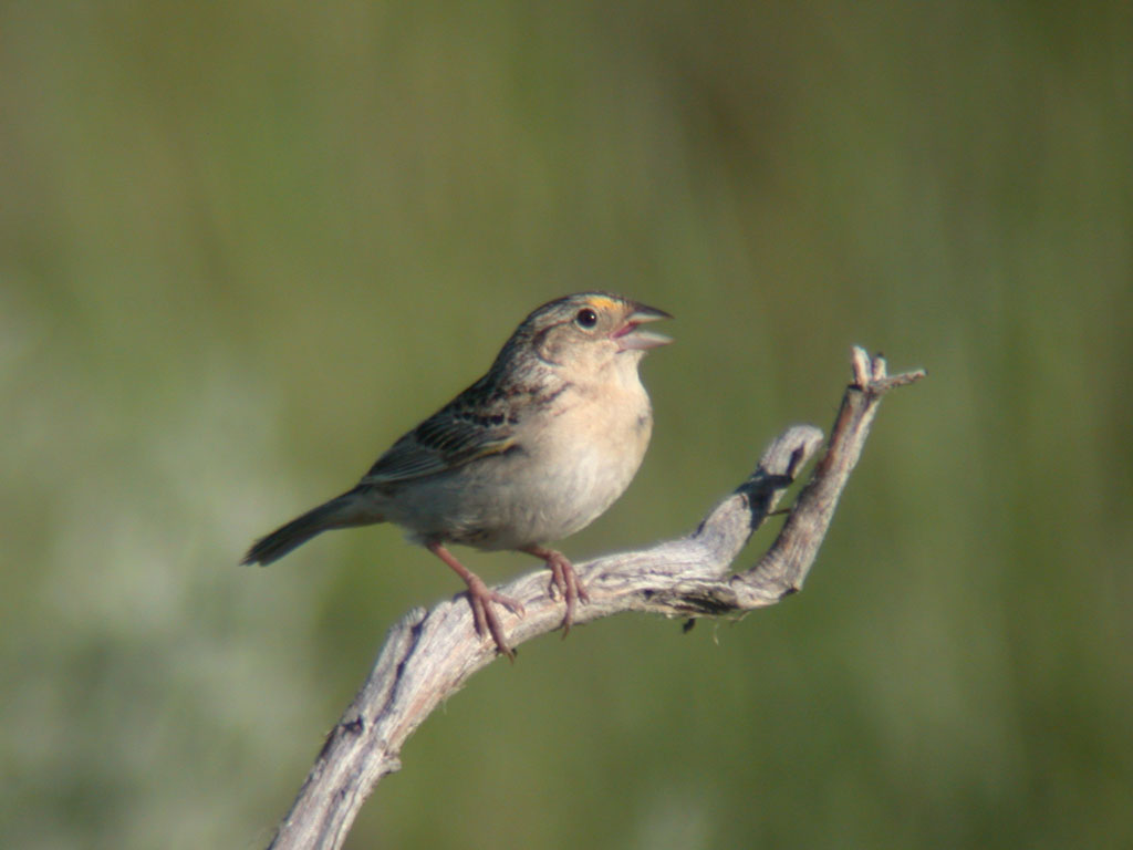 Interested in Birdwatching? You can find the Grasshopper Sparrow off of the EPCAL Multi Trail in Calverton, just south of which you'll find one of the many areas we're seeking to preserve with The Best of The Rest initiative!
pinebarrens.org/news/the-best-…