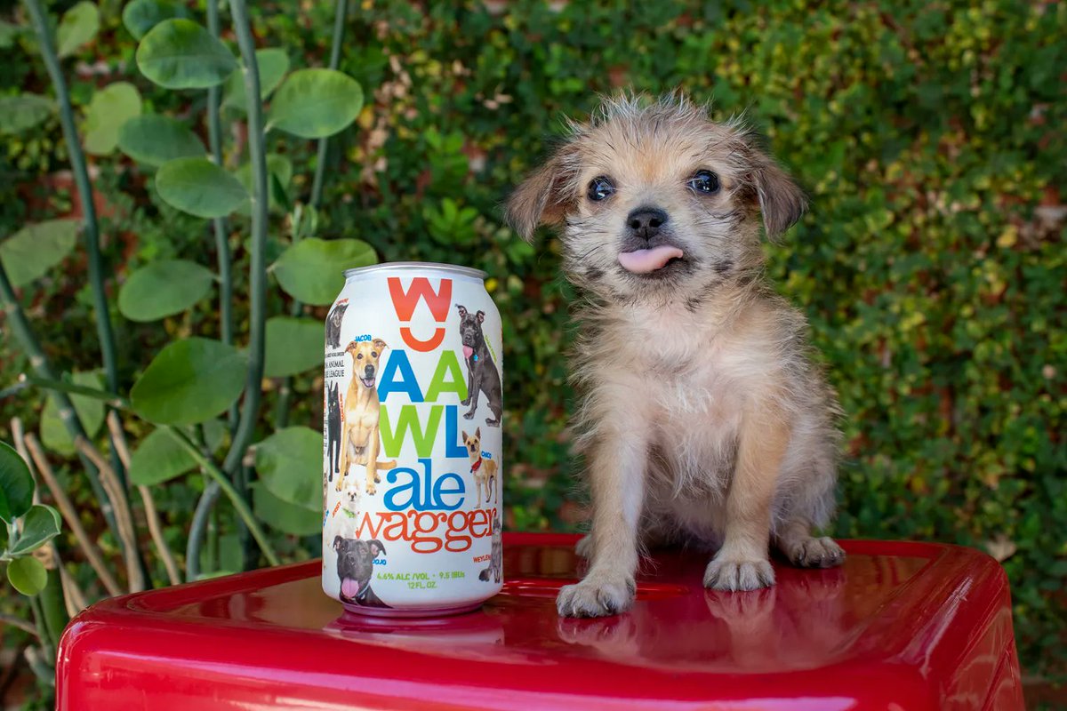 Your Morning Good: <a href="/walterstationaz/">Walter Station Brewery</a> is raising money for the @aawlspca with a special ale! -Dani #goodnews #community #dogs 
buff.ly/3CcbF8D