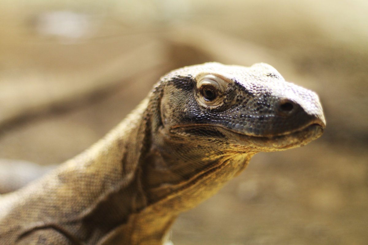 ZooATL's tweet photo. For his birthday this past weekend, Rinca is getting AN IN-GROUND POOL. Check out this week's #KeeperStories from Kelly G. for the details on what is basically "My Super Sweet Sixteen (12 in this case): Komodo edition." #OnlyZooATL #Ssspectacular
https://t.co/6t2xvsCUgX https://t.co/mIz9OZhUdG