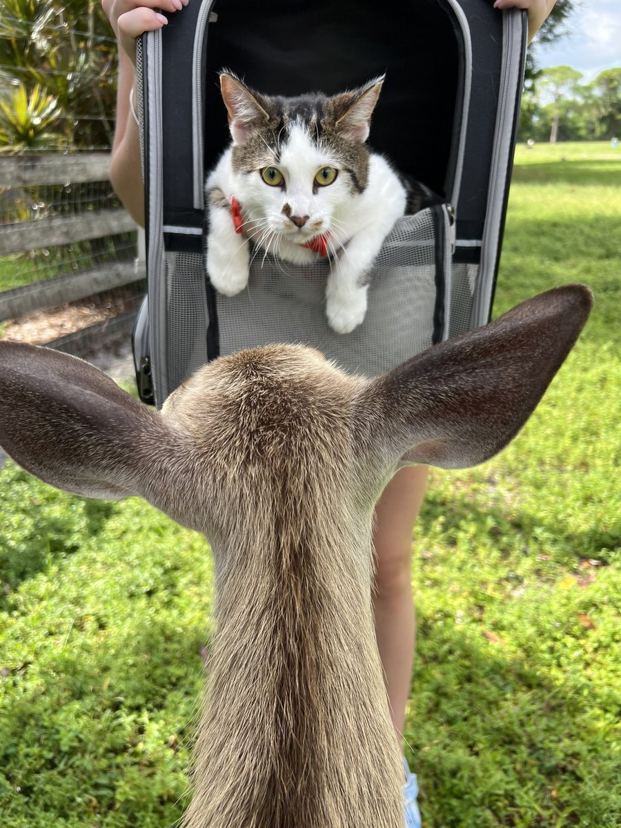 hiitaylorblake's tweet photo. I took in 6 neonatal foster kittens back in Nov 2021, and they have all found their forever homes since then. The other day of my former fosters came out to the farm to meet Emmanuel and Princess! Super sweet moment and makes everything I do very much worth it🥹 https://t.co/BXTA9LSZpC