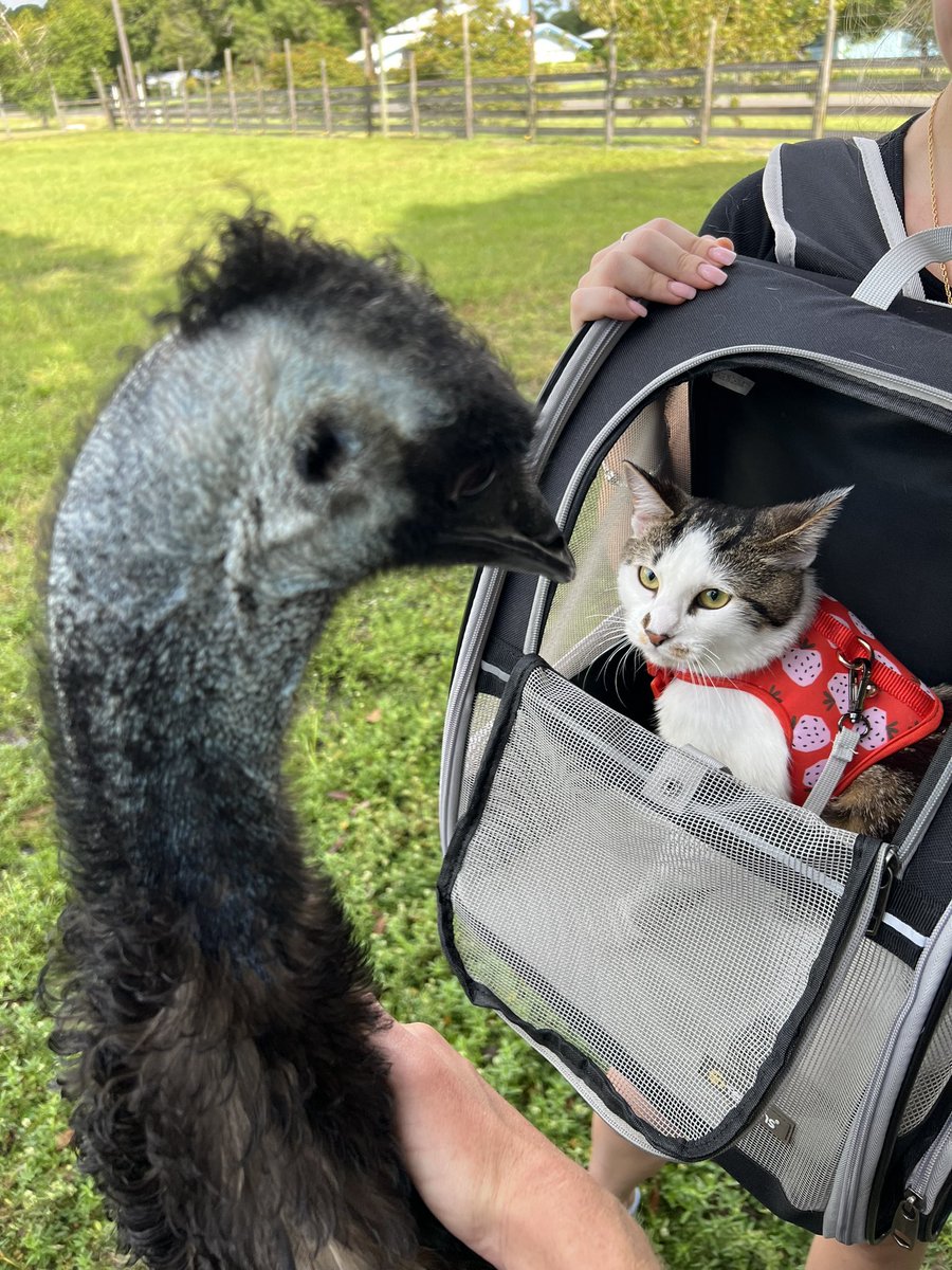 hiitaylorblake's tweet photo. I took in 6 neonatal foster kittens back in Nov 2021, and they have all found their forever homes since then. The other day of my former fosters came out to the farm to meet Emmanuel and Princess! Super sweet moment and makes everything I do very much worth it🥹 https://t.co/BXTA9LSZpC