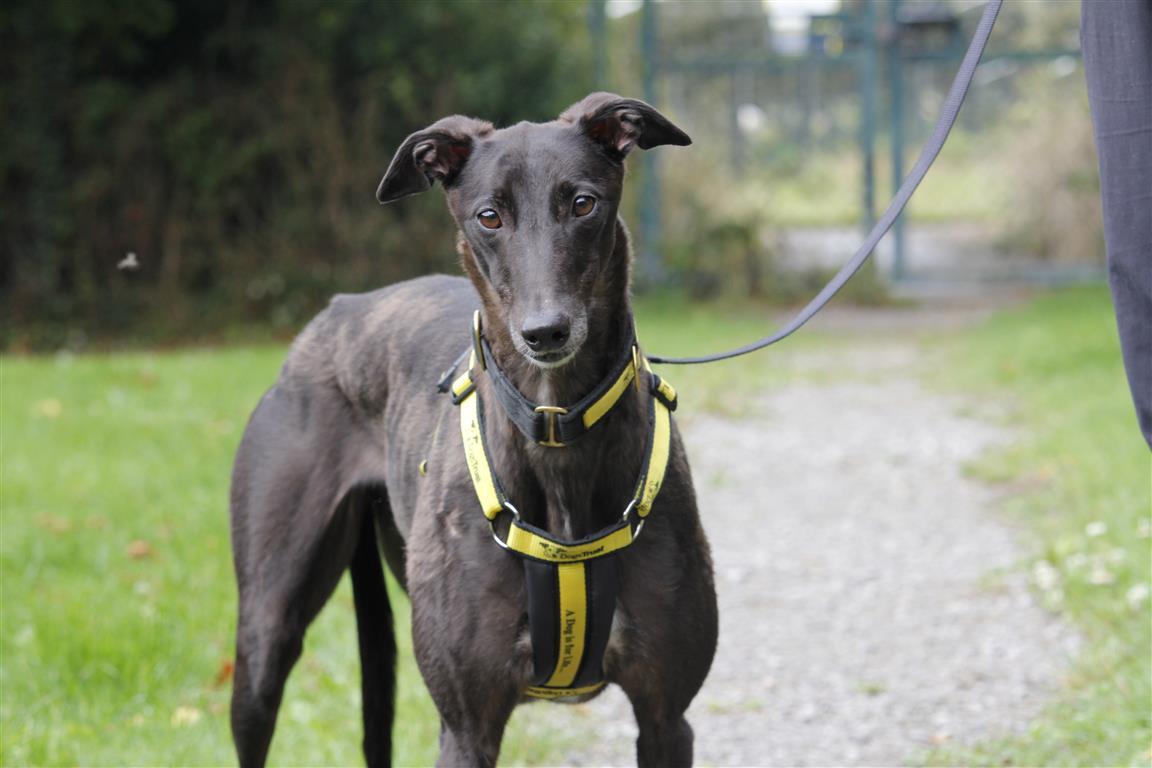 Please retweet to help Raven find a home #BRIDGEND #WALES Sweet Greyhound aged 3, FAMILY PET, she can live with children aged 5+ and with another similar dog🐶✅😀 DETAILS or APPLY👇 dogstrust.org.uk/rehoming/dogs/……… #dogs #Greyhounds #AdoptDontShop