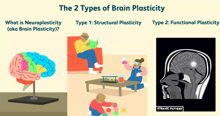 opportunityorg's tweet photo. In addition to body changes, the onset of puberty triggers a 2nd period of brain plasticity, increasing both the opportunity &amp; vulnerability inherent during adolescence. #adolescentlearning #WholeChild https://t.co/vgSJy2ORSe