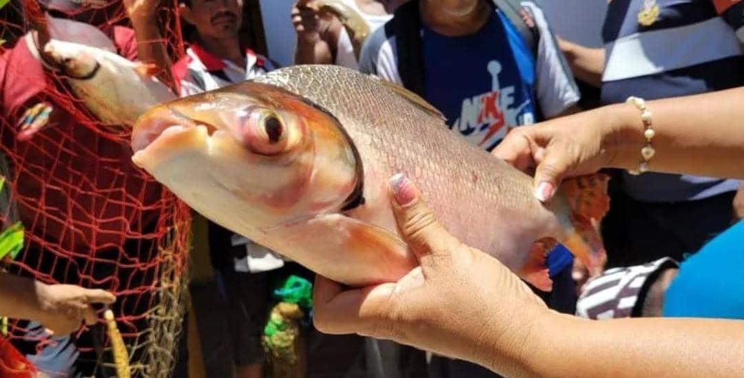 Así se desarrolla el Festival de la Sapoara, edo Bolívar, en el imponente Río Orinoco. Una jornada llena de color y alegría, que se lleva a cabo desde el 12 de agosto hasta 4 de septiembre. El reto es atrapar el espécimen más grande.
<a href="/NicolasMaduro/">Nicolás Maduro</a>
<a href="/Jcloyo/">Juan Carlos Loyo</a>
#TrabajadoresConMaduro