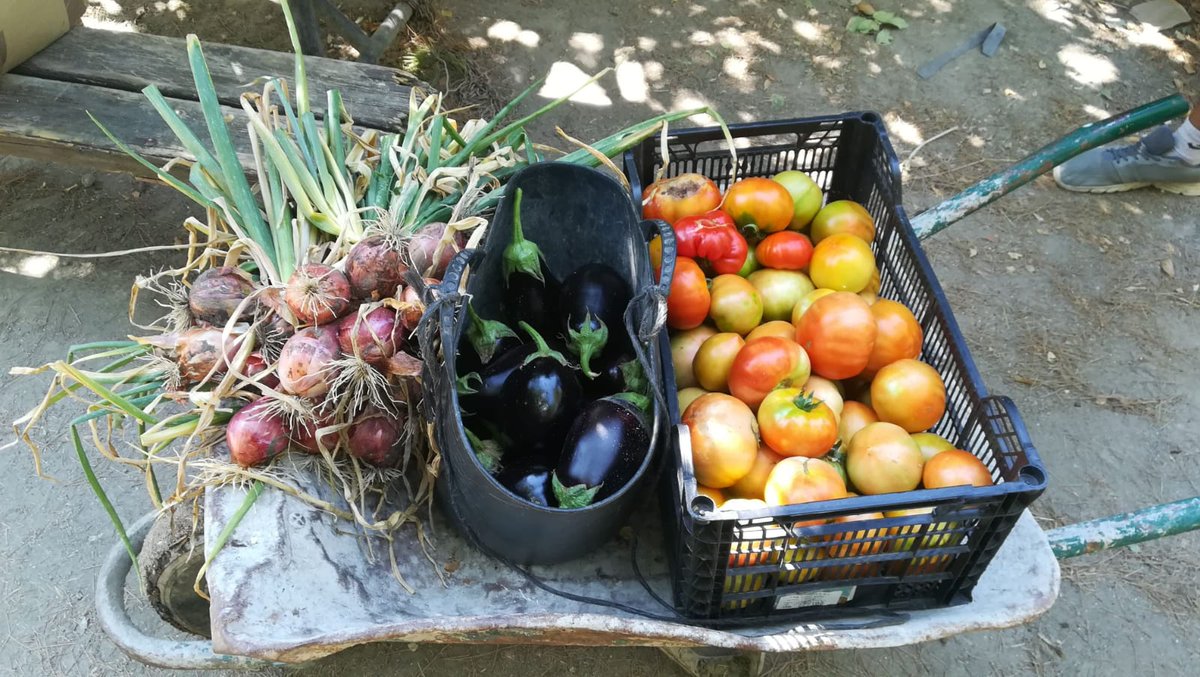 La huerta de verano está a tope .
Te llevamos una cesta a domicilio