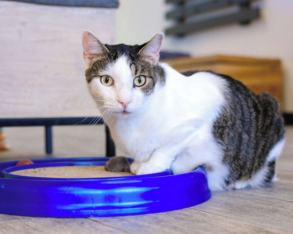 CatCafe Lounge tweet media