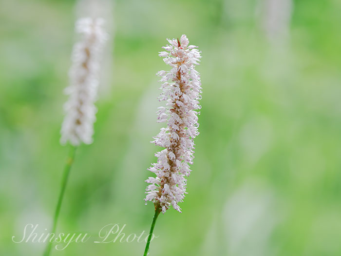 Shinsyu Photo イブキトラノオ 長野県下諏訪町八島ヶ原湿原 過去の画像です 伊吹虎の尾は タデ科イブキトラノオ属の多年草です この名前は この花が尾滋賀県伊吹山に多く咲き 葉や花がトラの尾っぽに似ていることから付けられたのだそうです 花