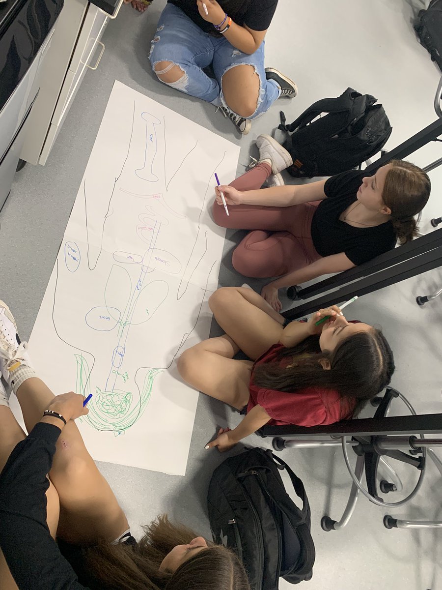 Students in Honors Human Body Systems demonstrating their prior knowledge of the human body with life size drawings of anatomically correct organs and body parts. 🫀🫁🧠