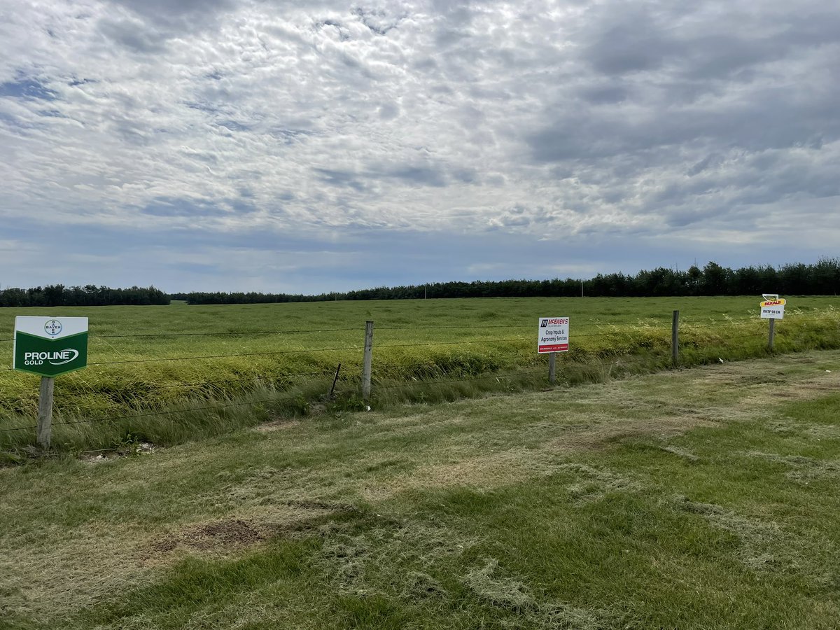 McEwensFF's tweet photo. #Harvest22 right around the corner N of Edmonton! @DEKALB_Canada @Bayer4CropsCA @tylercrowe_ #DKTF98CR #ProlineGold https://t.co/8mtZSepeqx