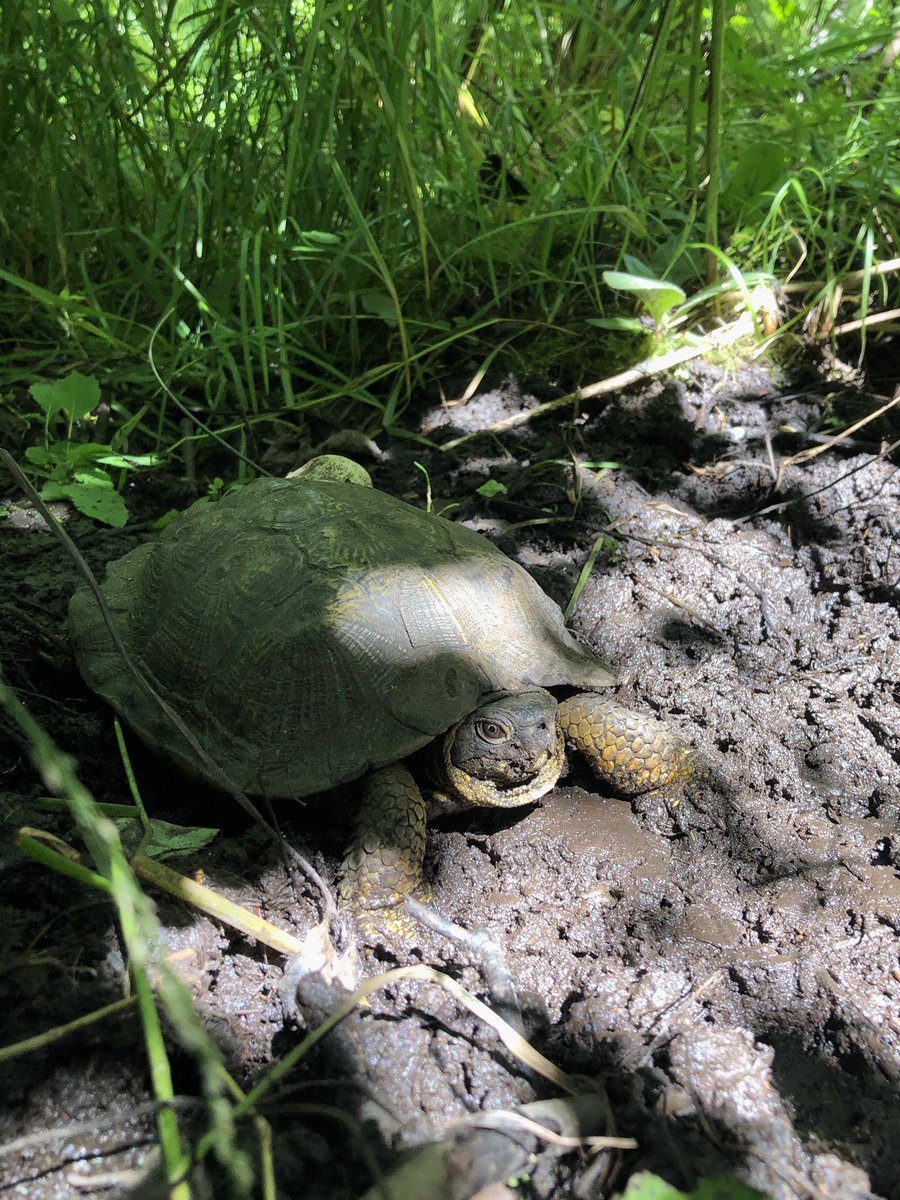 TrishHerps4Life's tweet photo. Caught mud-handed! It's a hot day in the UP and F12 decided that a mud bath was just the thing to keep her cool. #WorkingForestsAndWoodTurtles #MudIsLife #SpaDay https://t.co/ALRramlHXw