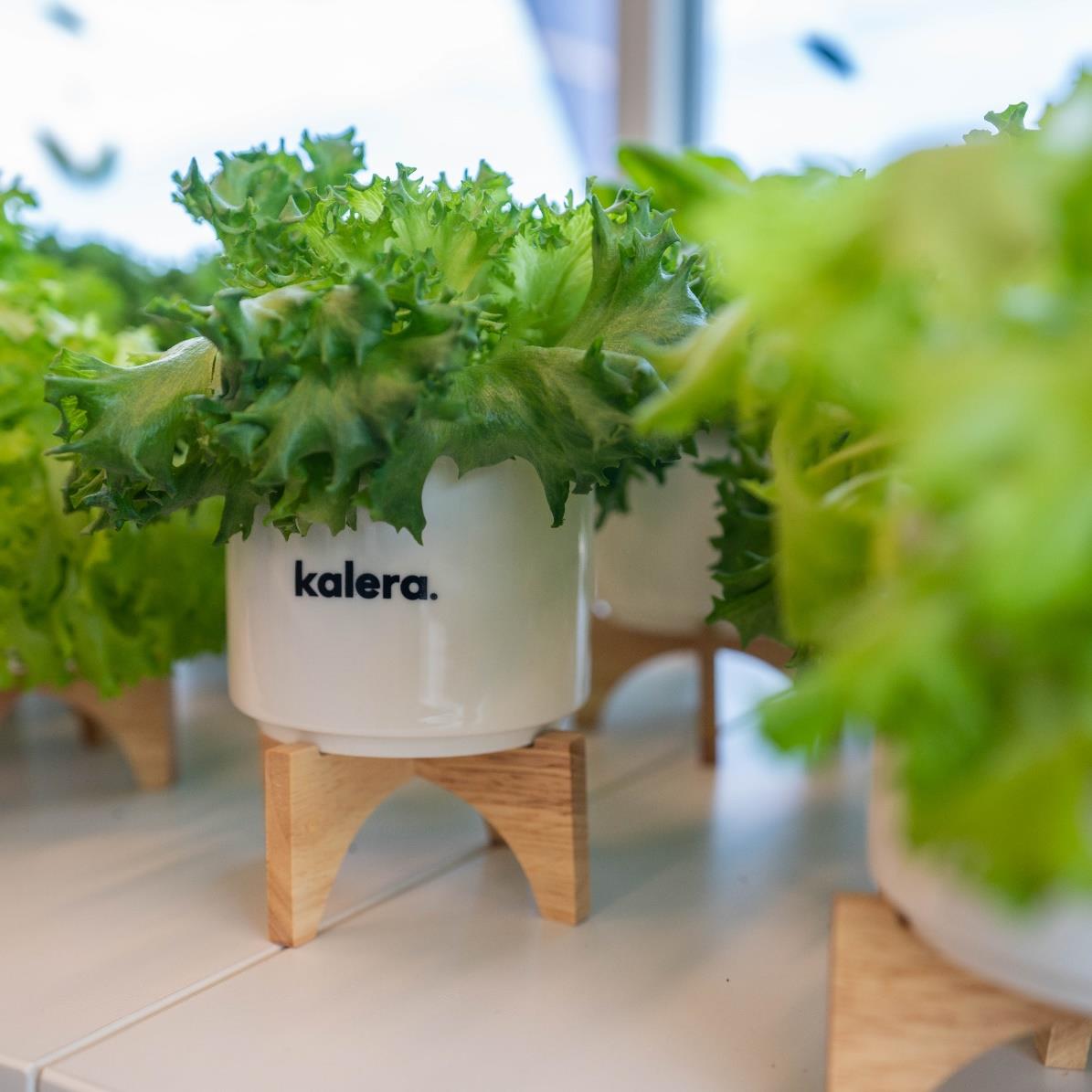 Kalera’s heads of lettuce are harvested and sold with the roots still intact, meaning you get a living plant that will last up to 4 weeks in your refrigerator!