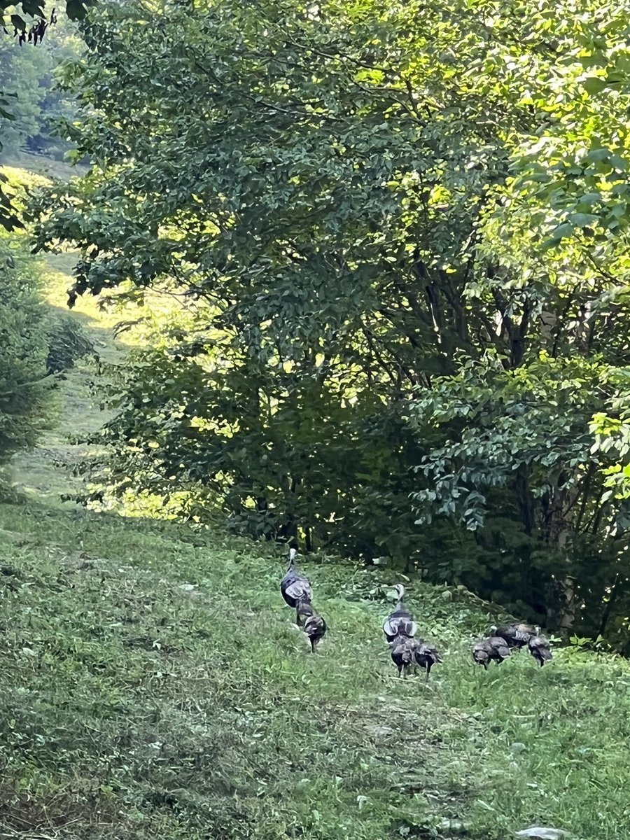 onnna_es's tweet photo. met up with the crew on A Trail to rack them miles 🦃 #trailrunning #completethepeak #killington #hitthetrails https://t.co/uLDuPgOyZW