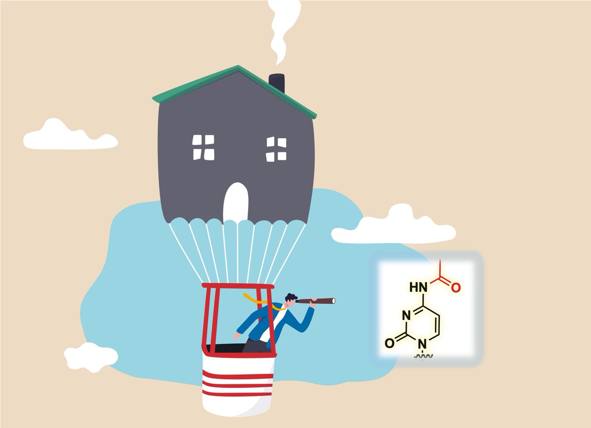 epigenie's tweet photo. An exciting epitransciptomic study led by cunning cartographers from the @LabShalini reports that “Location, Location, Location” impacts translation through site-specific ac4C acetylation of messenger RNA thanks to the development of a sensitive new assay. https://t.co/gu0NhTYg5H https://t.co/2uNEJ6FxqD