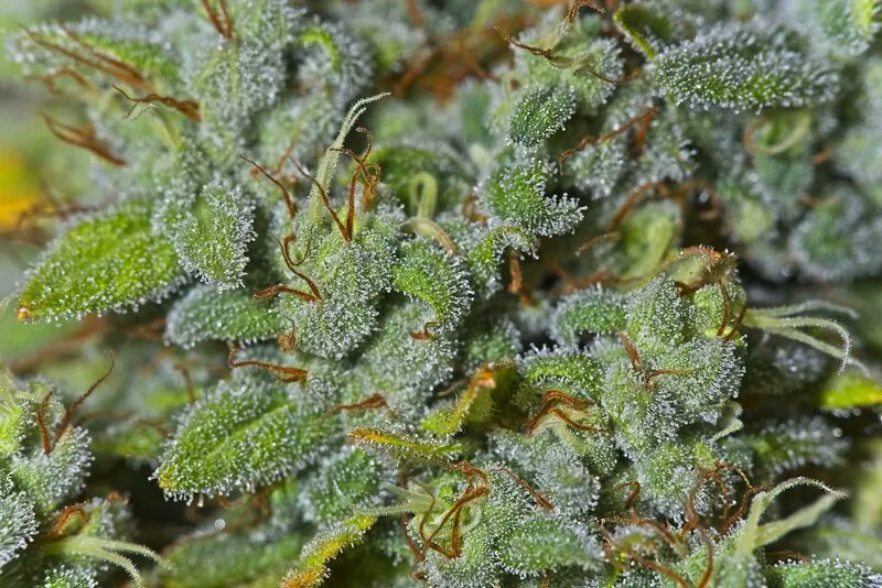CannabisTU: What would you name this strain?

#cannabisindustry #cannabis #cannabisculture