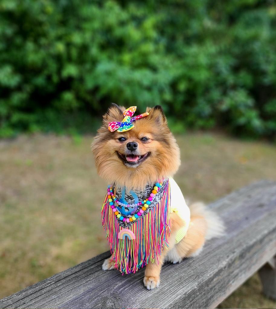 BellaBearPom's tweet image. From Mommy to Jake: (my human brother) I keep wishing this is a dream...I’ll open my eyes and see you walk through the door. Wherever you are, may you find peace. I hope I will someday find #Peace, too. How do I find it without you?
#ripjake #imissyou #griefandloss