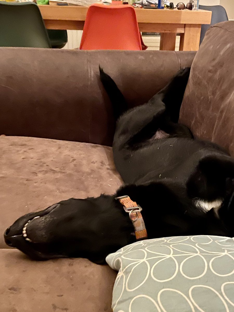 martinswadley's tweet photo. Rental propertyโฆ.. dogs not allowed on the furnitureโฆโฆ๐ฌ๐๐พ๐ค
#roryboy https://t.co/YxQMvmqIwh