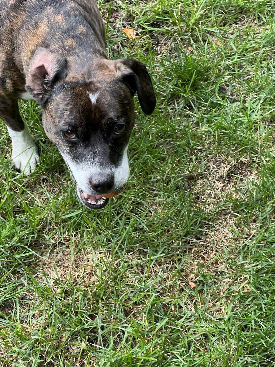 Mike_Ferrin's tweet photo. My friend Pepper is a big Jeffery Leonard fan. #OneFlapDown https://t.co/JpR9cg9iRJ