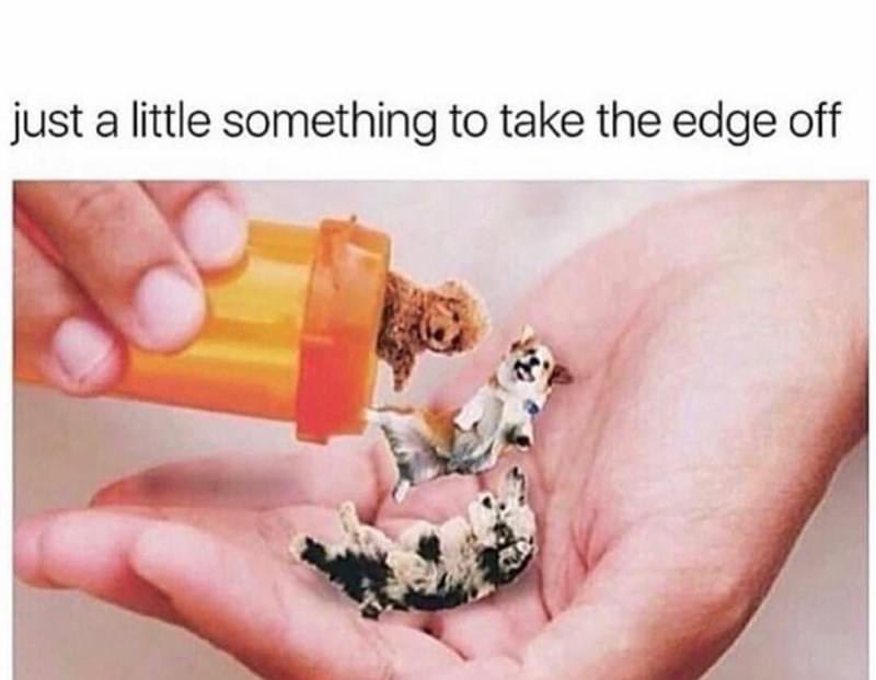 CVA4Animals's tweet photo. #Puppies are a gateway drug 😁 https://t.co/KBmtwSDZpA