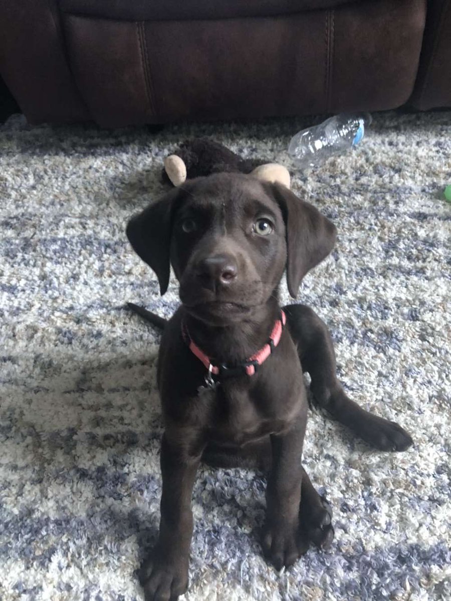 lawillis1978's tweet photo. Hoping Twitter can do it’s thing! Our chocolate lab puppy, Indie, has gone missing from our farm. We will south of the S cure east of Wellsburg. If you see her or know someone who has please DM me!! https://t.co/SqPyiWABuO