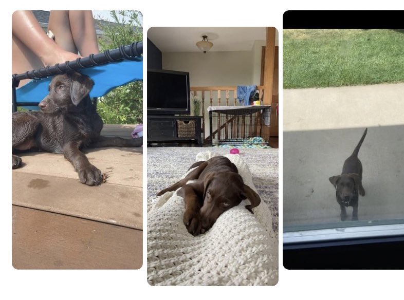 lawillis1978's tweet photo. Hoping Twitter can do it’s thing! Our chocolate lab puppy, Indie, has gone missing from our farm. We will south of the S cure east of Wellsburg. If you see her or know someone who has please DM me!! https://t.co/SqPyiWABuO