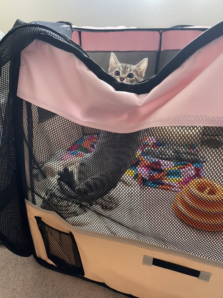 feederofcats's tweet photo. HELLO I EATED MY BREAKFAST WHICH MEANS I GET TO COME OUT OF JAIL NOW PEASE THANK YOU https://t.co/VXPvbWboHF