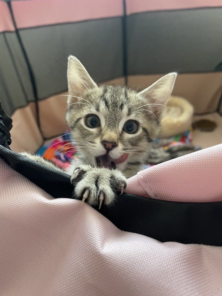 feederofcats's tweet photo. HELLO I EATED MY BREAKFAST WHICH MEANS I GET TO COME OUT OF JAIL NOW PEASE THANK YOU https://t.co/VXPvbWboHF