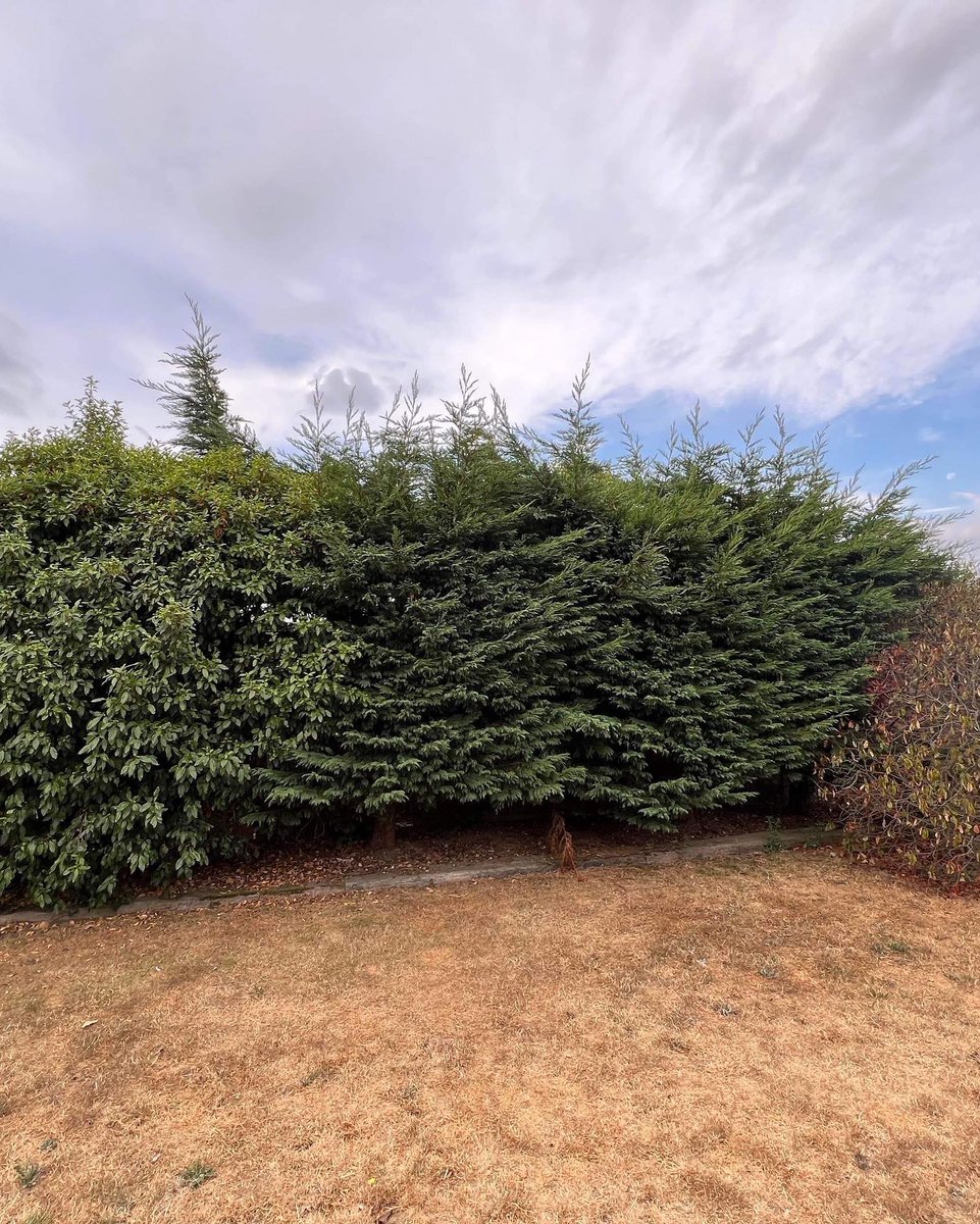 RFTreeSurgeons's tweet photo. Hedge cutting various types of shrubs and a Bay tree reduction. Also removal of a fallen magnolia tree. https://t.co/hCgDeV6McW https://t.co/2iojaa7SxF