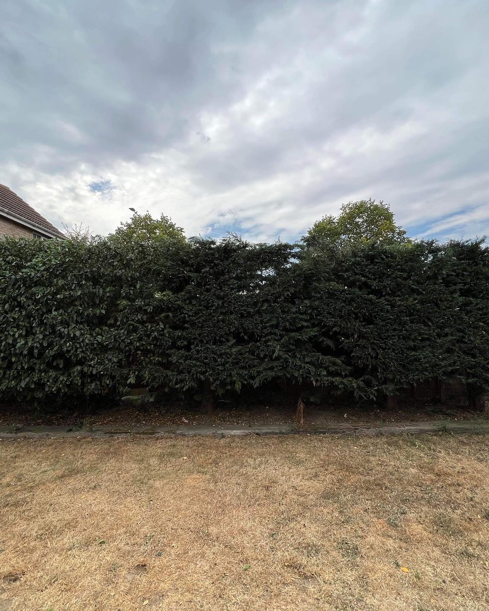 RFTreeSurgeons's tweet photo. Hedge cutting various types of shrubs and a Bay tree reduction. Also removal of a fallen magnolia tree. https://t.co/hCgDeV6McW https://t.co/2iojaa7SxF
