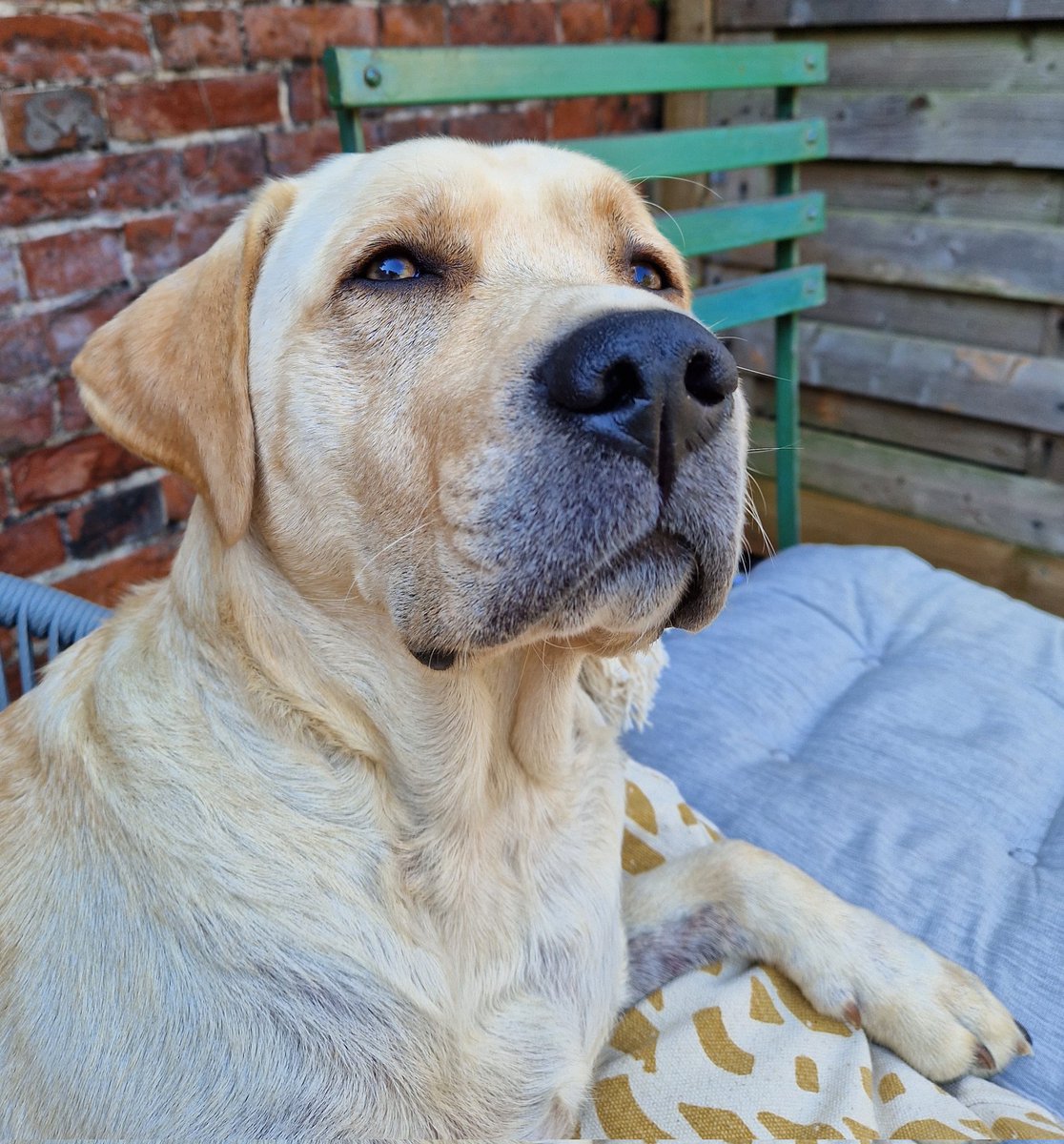 MrBaconDoggo's tweet photo. No big walk yet as it was piddling down earliers but nows its stopped as I has been reminding humans efury 3 minutes. Hudad said I haff been a "pesky bag of licks and stupids". Rude. #walknow #DogsofTwittter #rain #sunsout https://t.co/uodsxIfBwZ