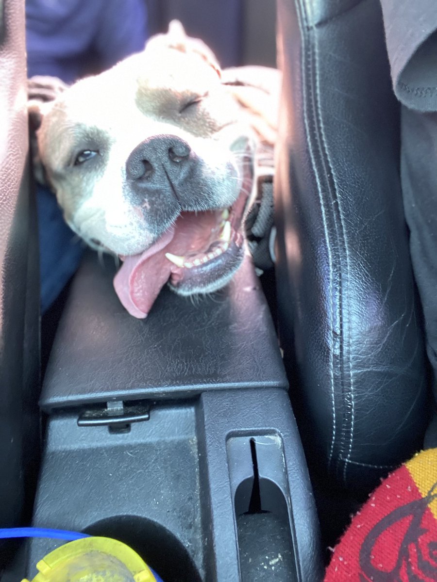 XeonPaws's tweet photo. Hi ! I’m Xena 😜 #TongueOutTuesday #Puppy #Bulldog #Tic #TriBully #DogsofTwittter #Dog #Happy #tongueout #explorepage #Bullylove #XeonPaws https://t.co/WYTfFiCXq3