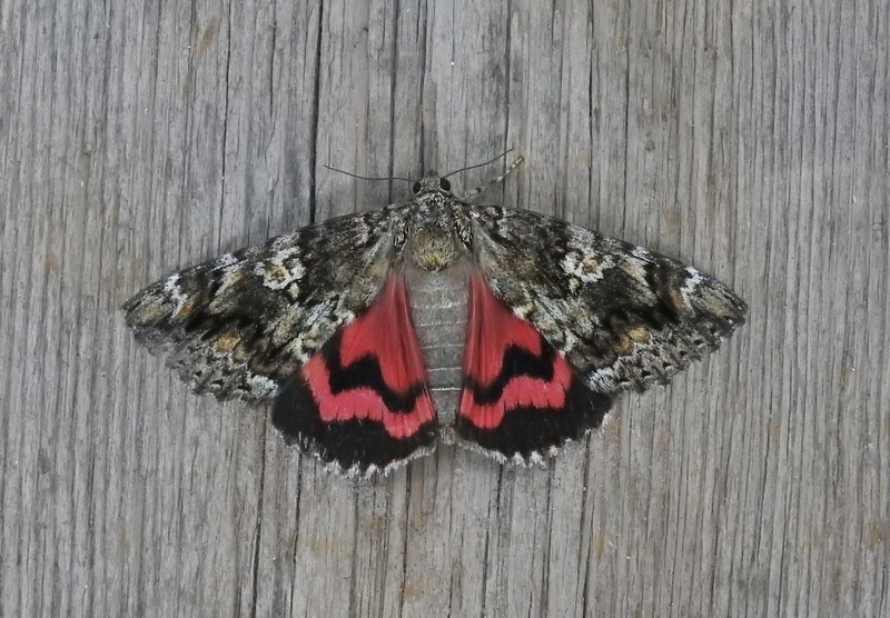 DaveMor54907676's tweet photo. Dark Crimson Underwing in garden trap, Warsop Notts. 3rd county record I think, worth getting up early for! https://t.co/G9iJP8PKlF