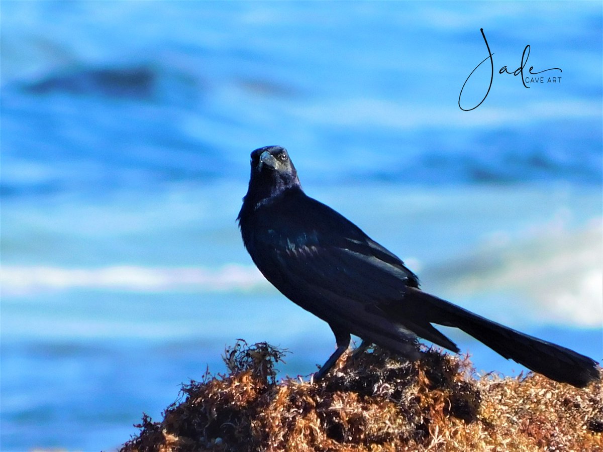 “Every #bird, every tree, every flower reminds me what a blessing &amp; privilege it is just to be alive.”

📸Photo taken in Hallandale #beach.

#photographer #photography #artist #NaturePhotography #motivation #Inspiration #birdphotography #quotes #nature #sky #beachpic 
<a href="/MYHBeach/">Hallandale Beach</a>