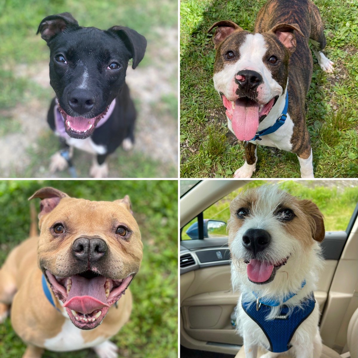 It’s a beautiful week to adopt a best friend! George, Ollie, Kaizer, and Cherri (shown clockwise from top right) couldn’t agree more! Visit our website to learn more about these cutie pies and to schedule time to meet them.#WorcesterARL #ShelterPetsofWARL
worcesterarl.org/pets_category/…