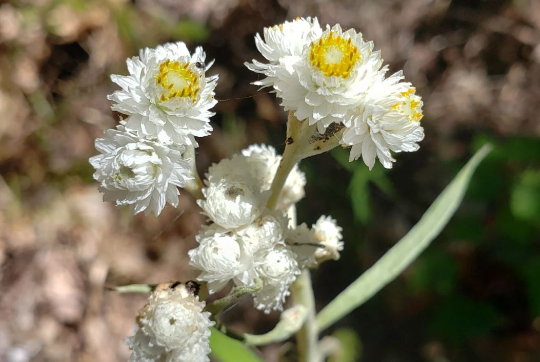 GCAScholarships's tweet photo. Interesting article and wildflower! Great job, #GCAScholarships 2011 Chatham #MedicinalBotany Fellow Hazel Stark @hazel_partridge #scholarships #fellowships #researchgrants#botany #foodasmedicine #ethnobotany @mobotgarden
https://t.co/qzjpOwvTAw
https://t.co/xpXQSsqZhW https://t.co/vjGhy8IOGa