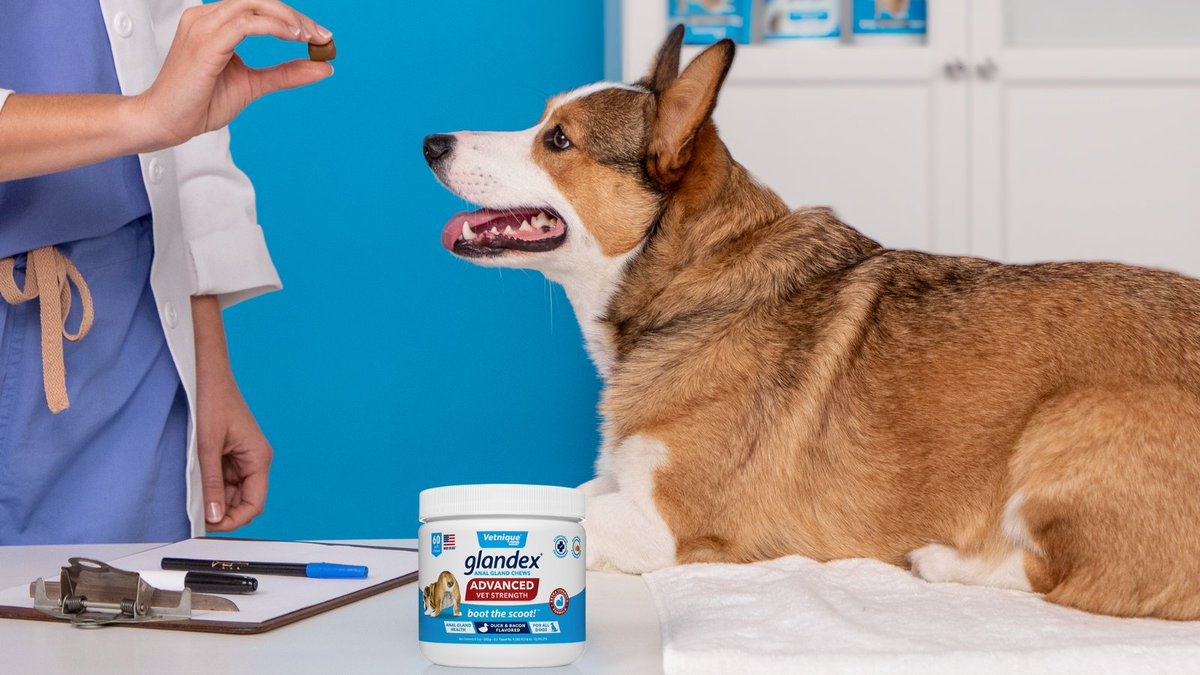 Vetnique's tweet image. New product drop, meet the Glandex Advanced Vet Strength chews! 
Ideal for #dogs who already take our original #glandex strength chews but still need extra #analgland support.
Click the link below for more information!
bit.ly/3QoUzbU

#dogsoftwitter #vetnique #vetmed