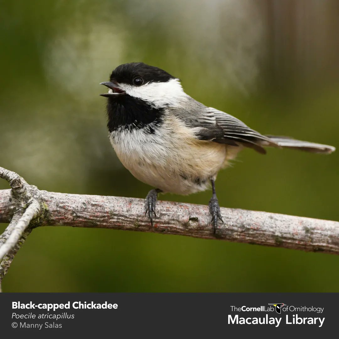 New research finds that a bird's response to alarm calls is innate. Pishing, the noise birders often make to bring birds out into the open, may also work in similar ways. Learn more at: bit.ly/3SRsLyp #ornithology