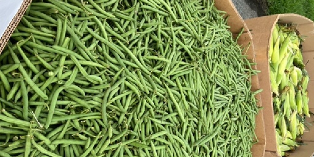 CCharitiesUSA's tweet photo. Last week, Catholic Charities Wilmington received an incredible gift for their neighbors in need! Thanks to First Fruits Farm for 12,000 pounds of corn, beans, zucchini (and more!) and to the staff and volunteers who distributed the produce to the local community within 24 hours. https://t.co/xME1f4Pany