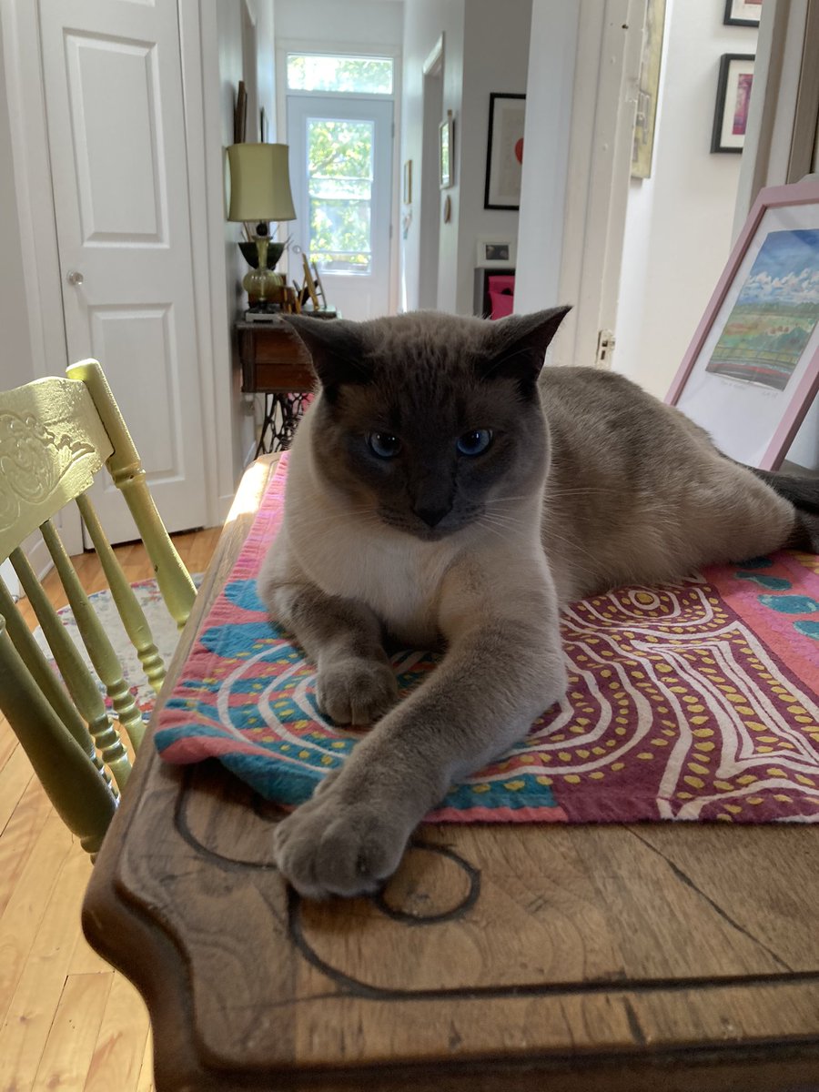 lemonthecat's tweet photo. This is gorgeous Hazel. My mom is taking care of her for a few weeks. #cats #CatsOfTwitter #rescuecats #catsofmontreal #love ❤️ https://t.co/k0ZJAJiFVE
