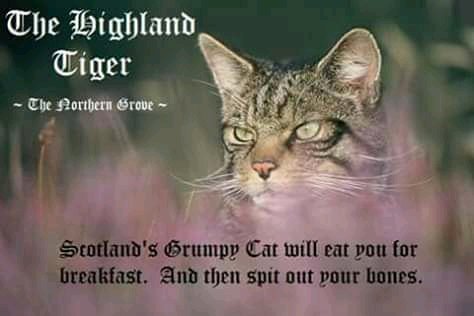 indywildycat54's tweet photo. @OldLadyJ You will watch my every move or else
#CatsRool https://t.co/tr5OY0VoEq