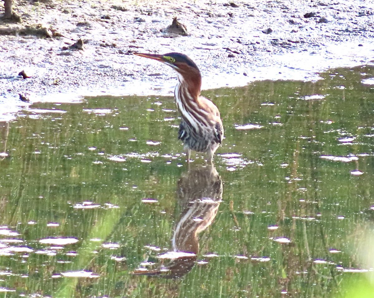 SegrestJen's tweet photo. Green Herons #birdphotography #birdwatching #greenherons #wildlife #NaturePhotography https://t.co/6ze6VgEFwy