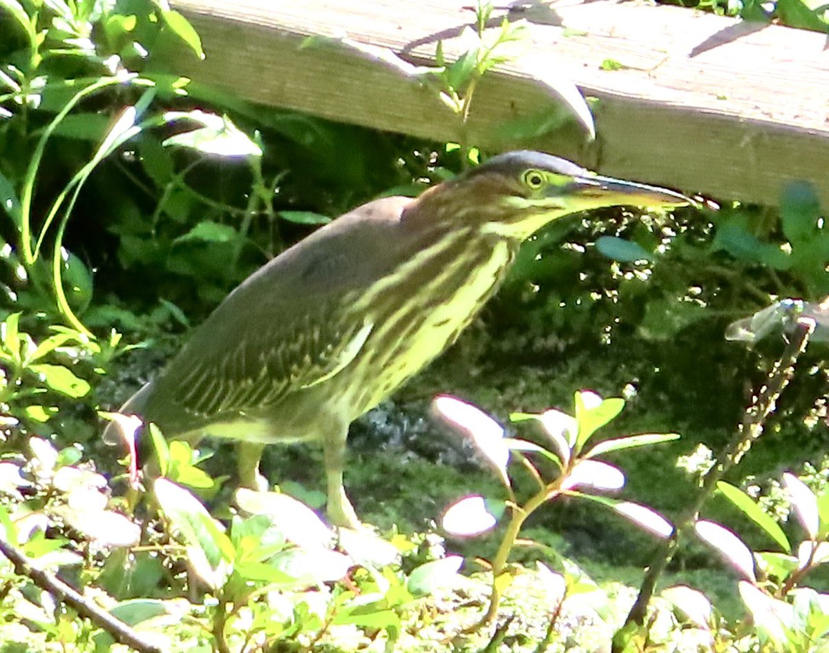 SegrestJen's tweet photo. Green Herons #birdphotography #birdwatching #greenherons #wildlife #NaturePhotography https://t.co/6ze6VgEFwy