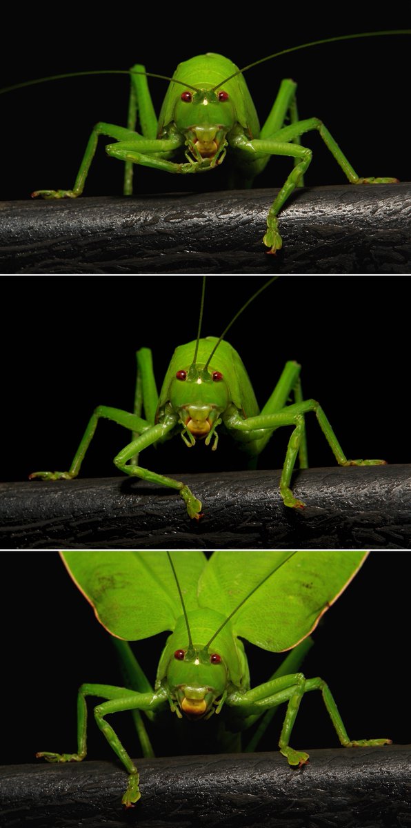 sinobug's tweet photo. Three. Two. One. Launch!!
...and half a second later she was hanging off the end of the lens!
Leaf Katydid (Pseudophyllinae, Tettigoniidae)
https://t.co/k1QwUGNXDp
#insect #China #Yunnan #entomology #Orthoptera #itchydogimages https://t.co/Ez5Z1Xrpjp