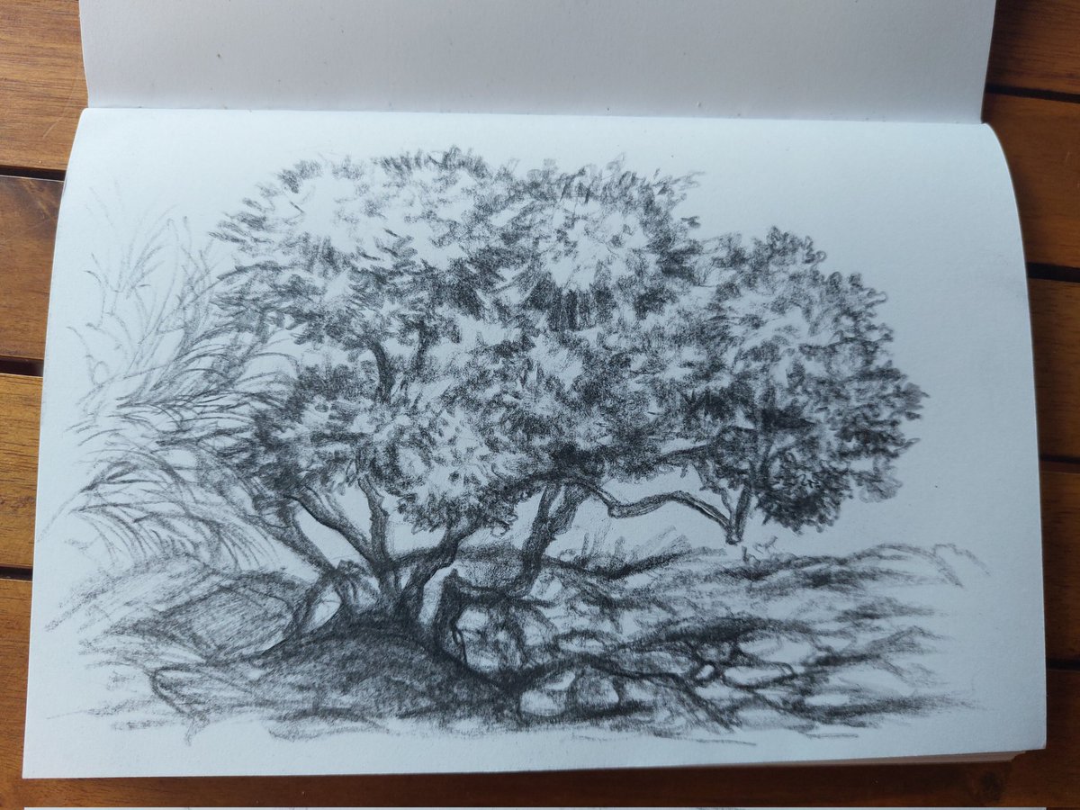 AgaGrandowicz's tweet photo. Finally having time for sketching nature again; thank you holidays ;)

#drawingsardinia #sardiniannature #sardinia #summerdrawing #pencilsketchsardinia
#drawinginitaly #wildlifeartist https://t.co/EXs8PqxZ1S
