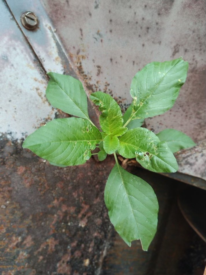 Lauren Benoit tweet media