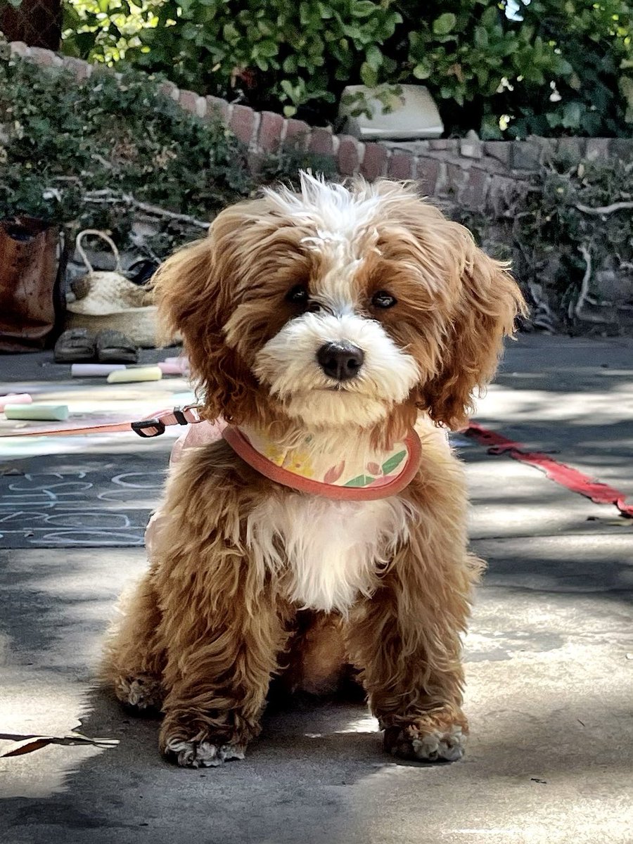 Cookie has her own <a href="/instagram/">Instagram</a> account @cookiecalicavapoo! Dan and I are trying to figure out more ways to avoid writing and this is one of them! Follow along for more high-end #CookieContent