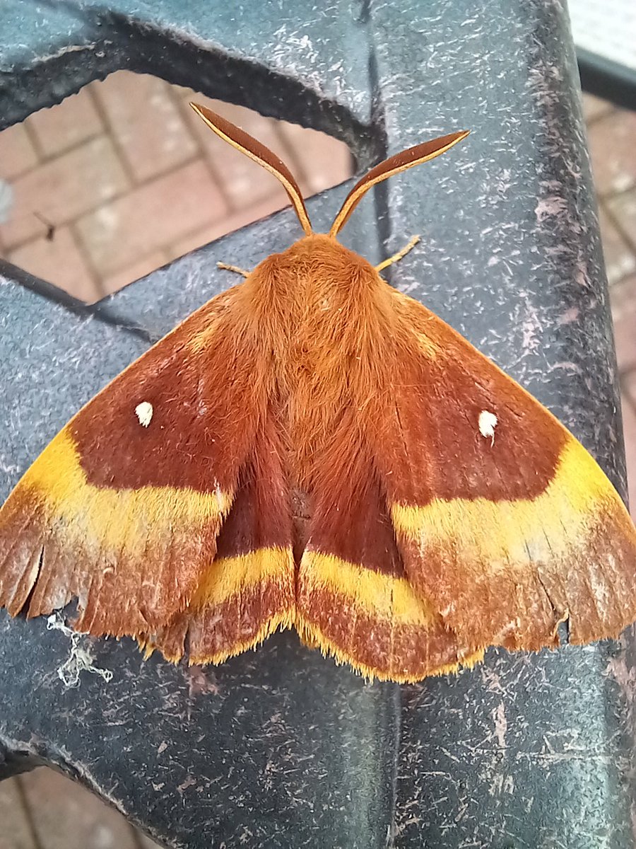 ruthiehayes67's tweet photo. Unfolded moth #mothsoftwitter #mothmagic #eggarmoth https://t.co/oeU7MzvevB