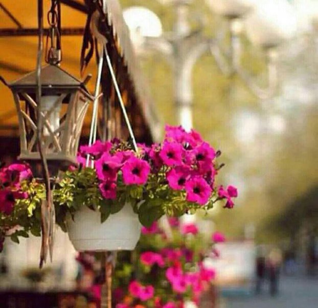 #مسّاء_الخير لكل الذين يجب أن يكُون الخير هو رؤيتهم ولكن المسافات حالت بين ذلك 💕