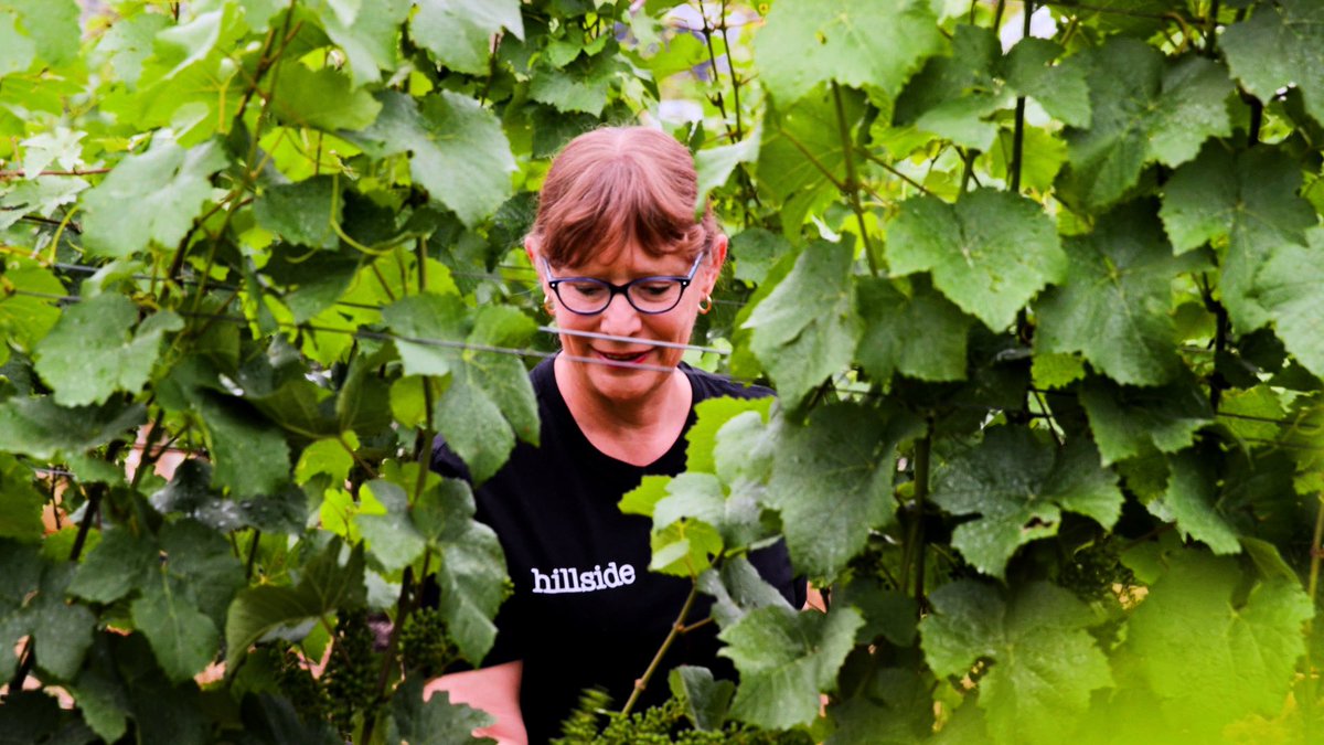 Hillside Winery tweet media