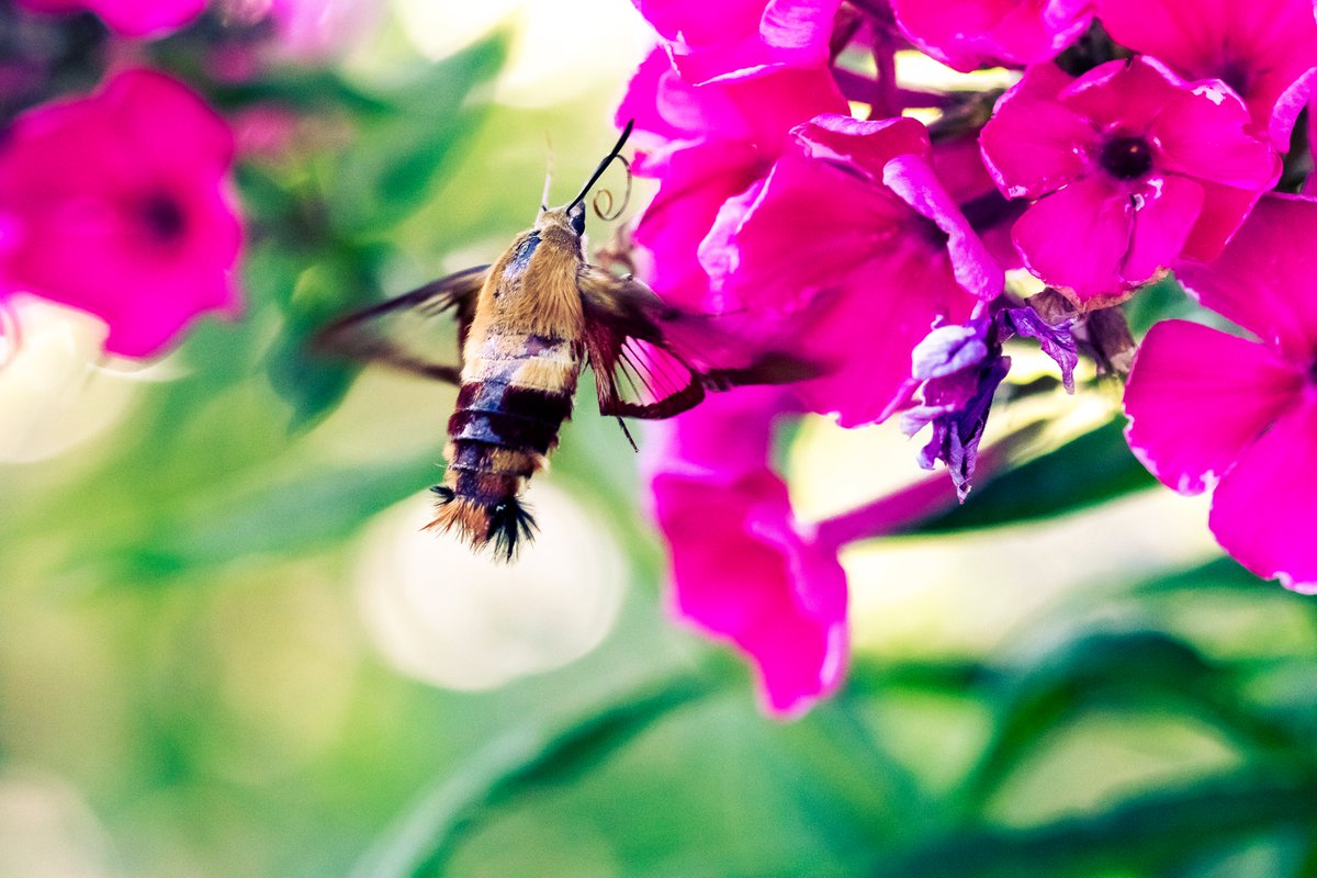 lightthebright's tweet photo. Beautiful Hummingbird clearwing moth visiting my phlox!  

#macro #moth #insects #ontario #phlox #pollinators https://t.co/jHzL0fF9q2